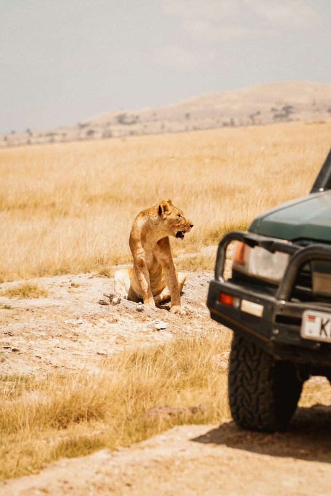 A lioness sits in the African savanna near a safari jeep, showcasing wildlife in its natural habitat.