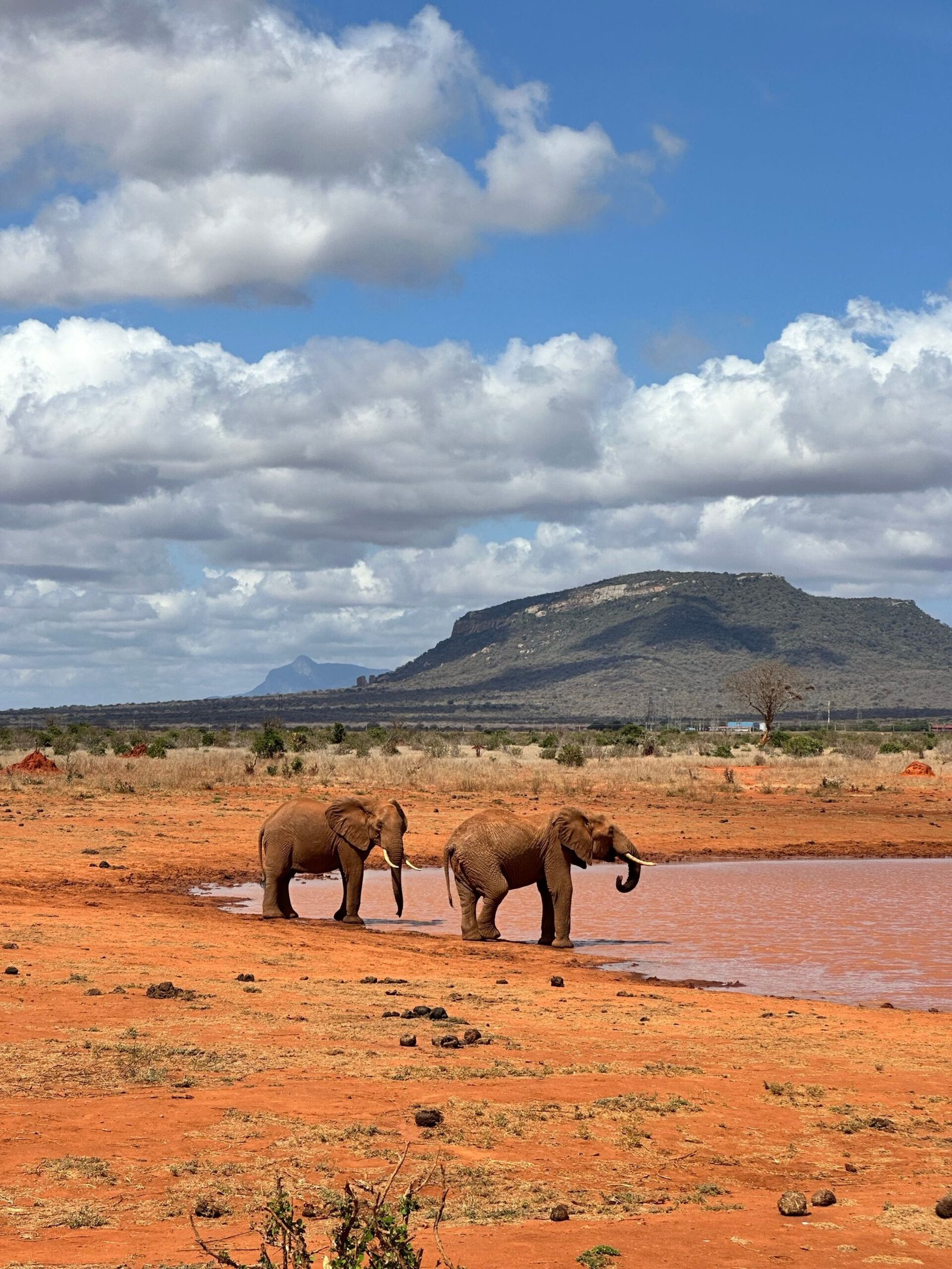 Two elephants drinking at a waterhole in a vivid African landscape with a mountain backdrop.