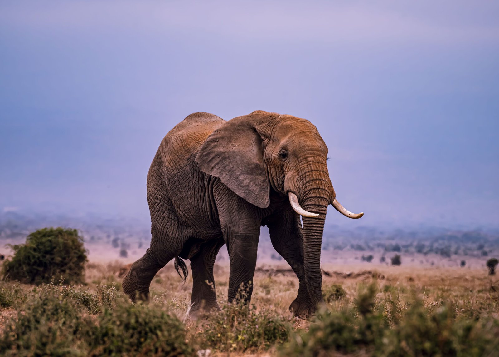 Majestic African elephant walking in the savannah landscape.