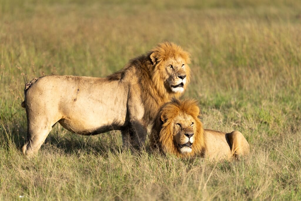 Best Time to Visit Kenya for Safari in 2026 – Complete Travel Guide Two majestic male lions resting in the grasslands of Kenya's Maasai Mara.