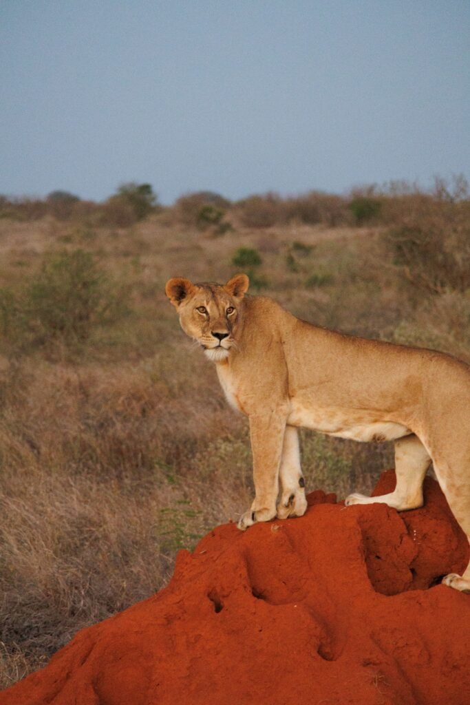 Home A majestic lioness stands on red earth in Tsavo East National Park, Kenya.