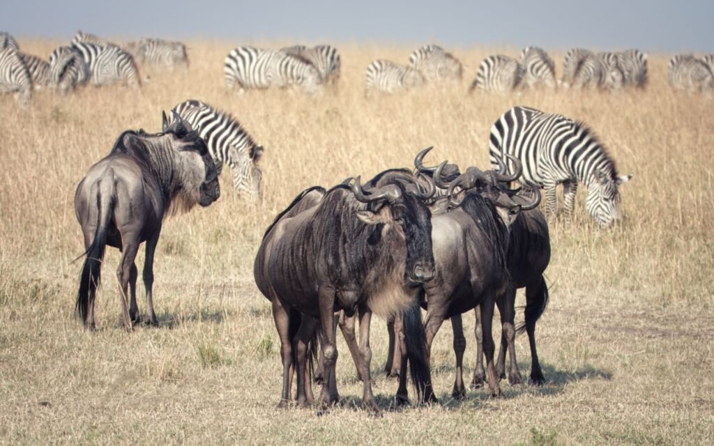 Maasai Mara Safari Guide: Everything You Need to Know Before You Go Map showing the location of Maasai Mara National Reserve in southwestern Kenya.