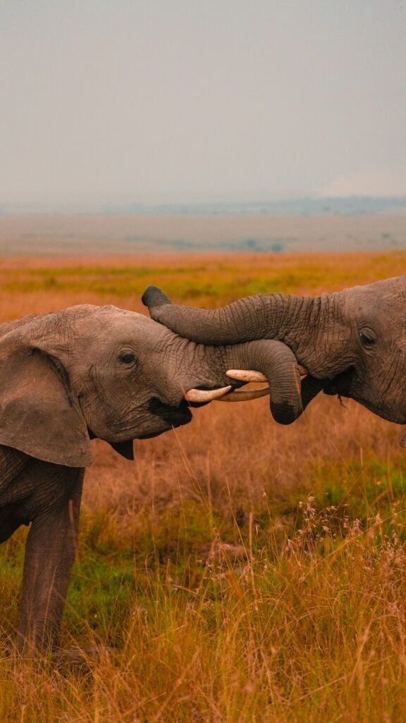 Two young African elephants playfully interact in the Maasai Mara savanna, Kenya.