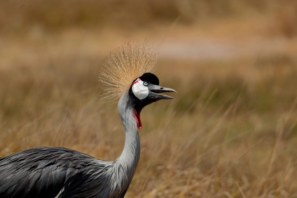 5 Days Kenya Safari: Tsavo East, Amboseli, Tsavo West & Taita Hills A stunning grey crowned crane (Balearica regulorum) in Kajiado County, Kenya.