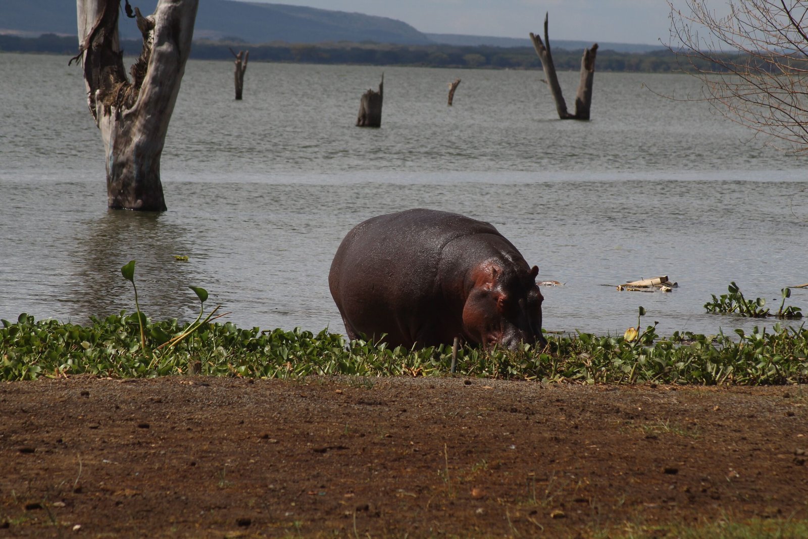A hippopotamus grazing by Lake Naivasha in Kenya, showcasing the serene wildlife setting.