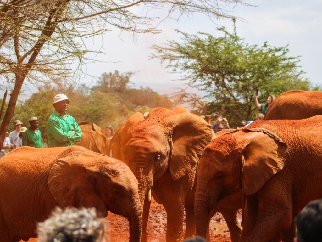 Group of orphaned elephants with caregivers in an African wildlife sanctuary, interacting amidst the red soil.