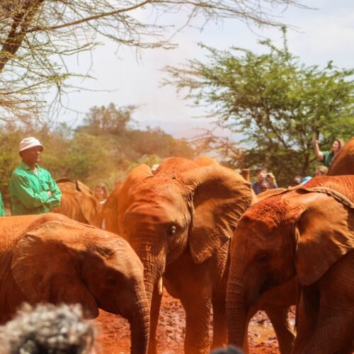 Group of orphaned elephants with caregivers in an African wildlife sanctuary, interacting amidst the red soil.
