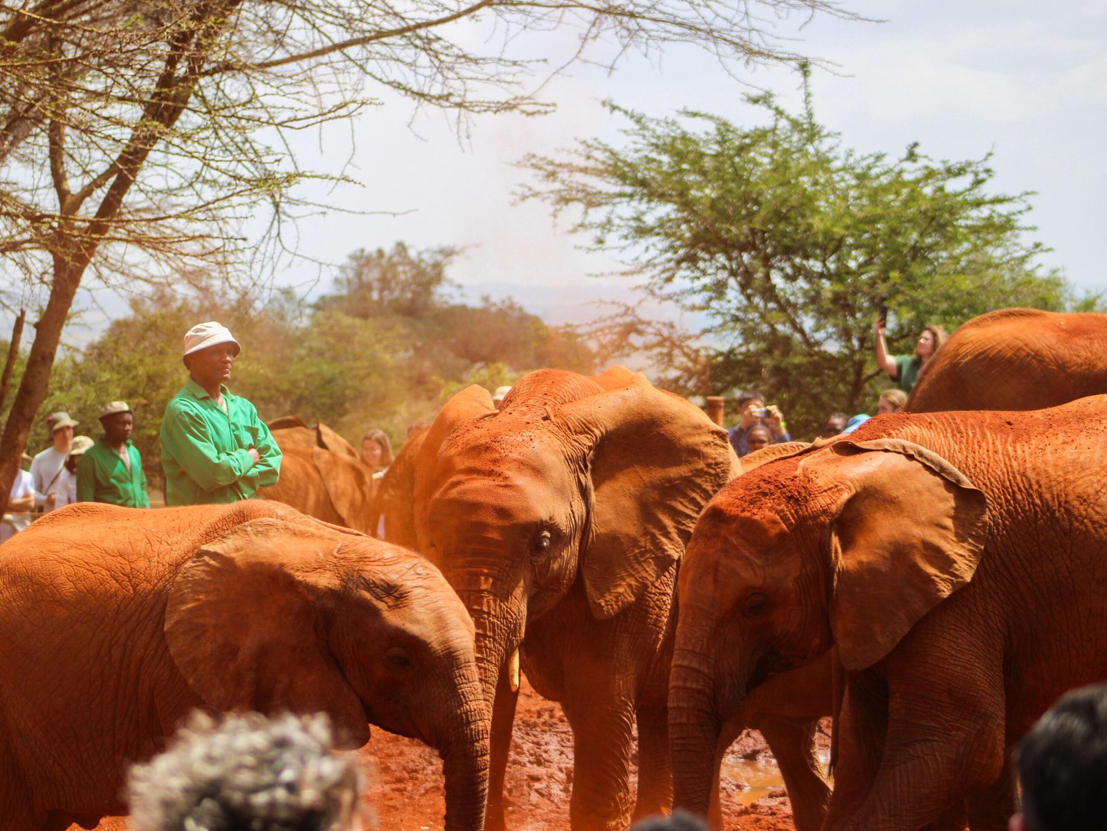 Group of orphaned elephants with caregivers in an African wildlife sanctuary, interacting amidst the red soil.