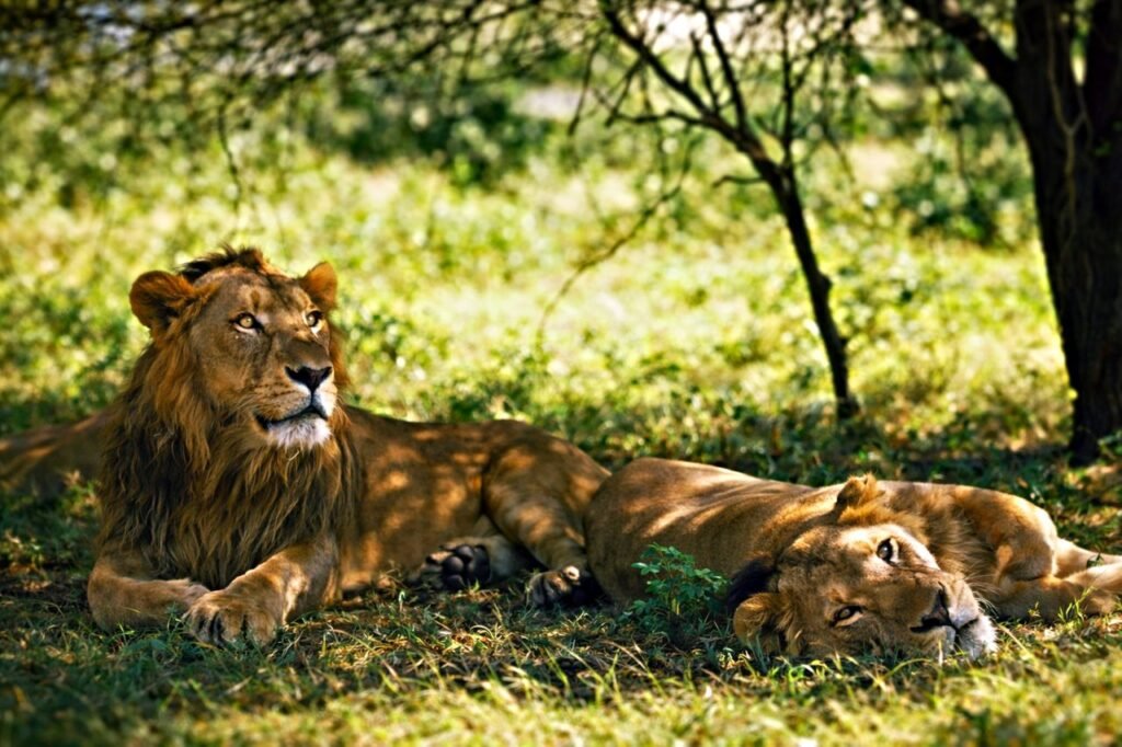 Maasai Mara Safari Guide: Everything You Need to Know Before You Go Two majestic lions resting under a tree in Kenya Maasai Mara Safari