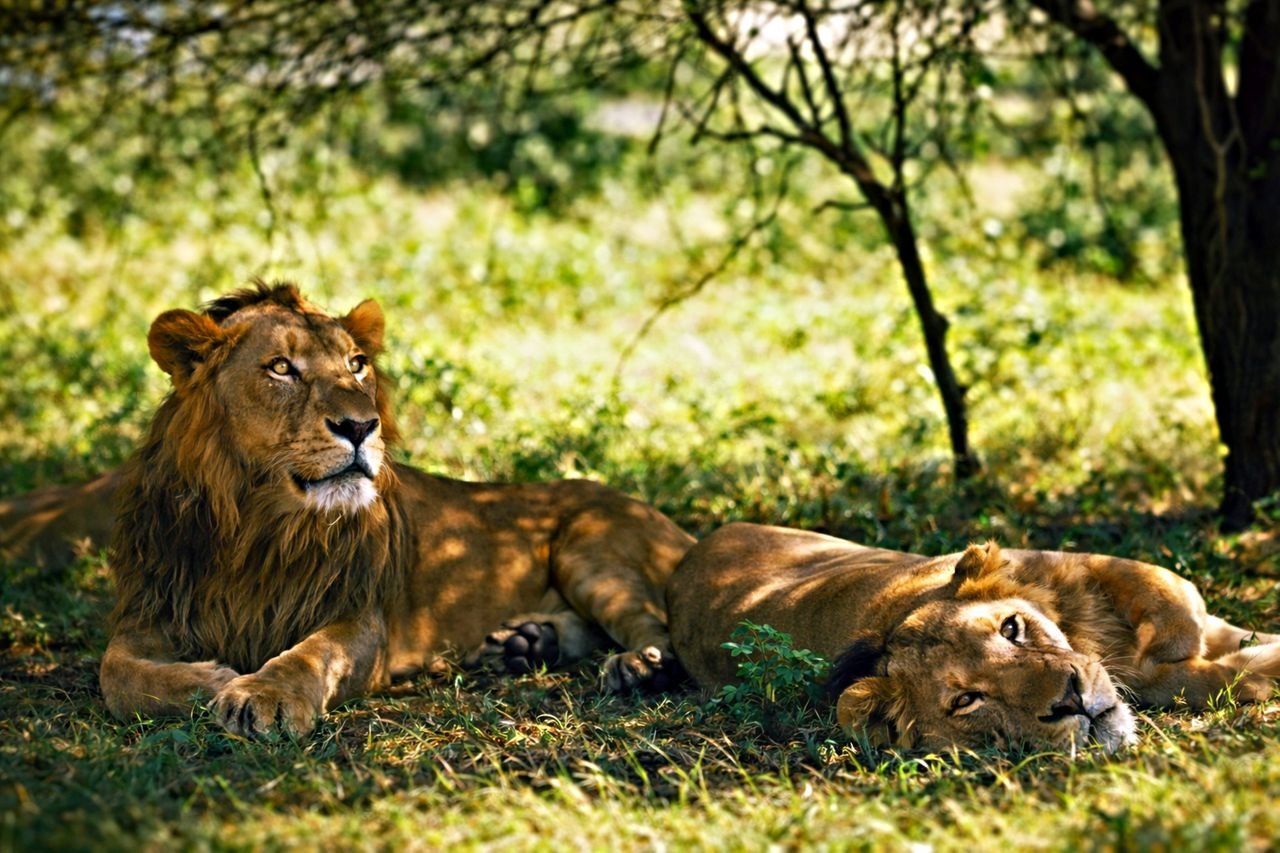 Two majestic lions resting under a tree in Kenya Maasai Mara Safari