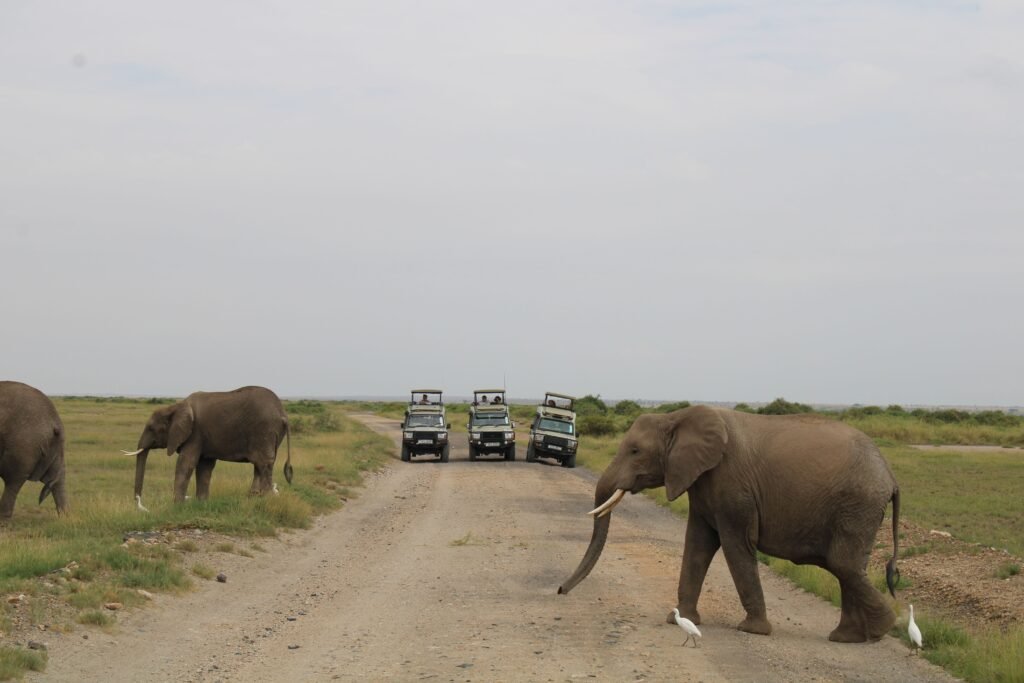 About Majestic African elephants cross a dirt road during a safari in Kajiado County, Kenya.