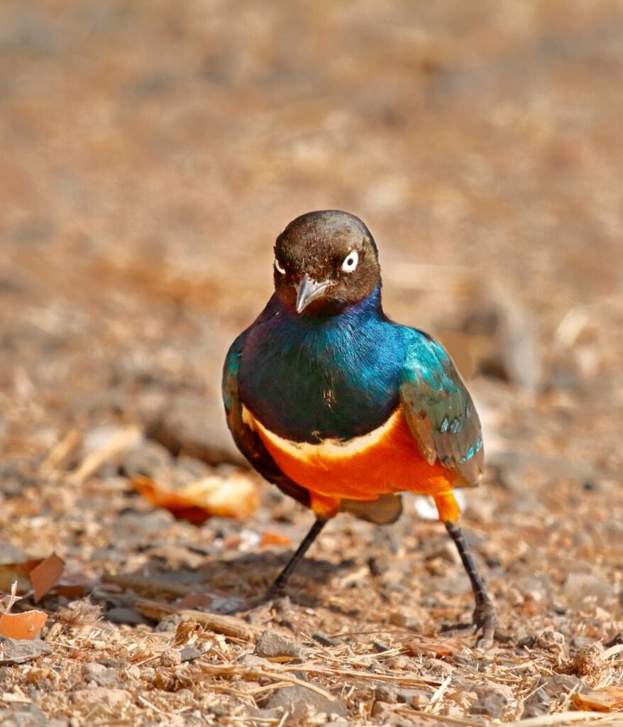 Colorful Superb Starling spotted in Kajiado County, Kenya.