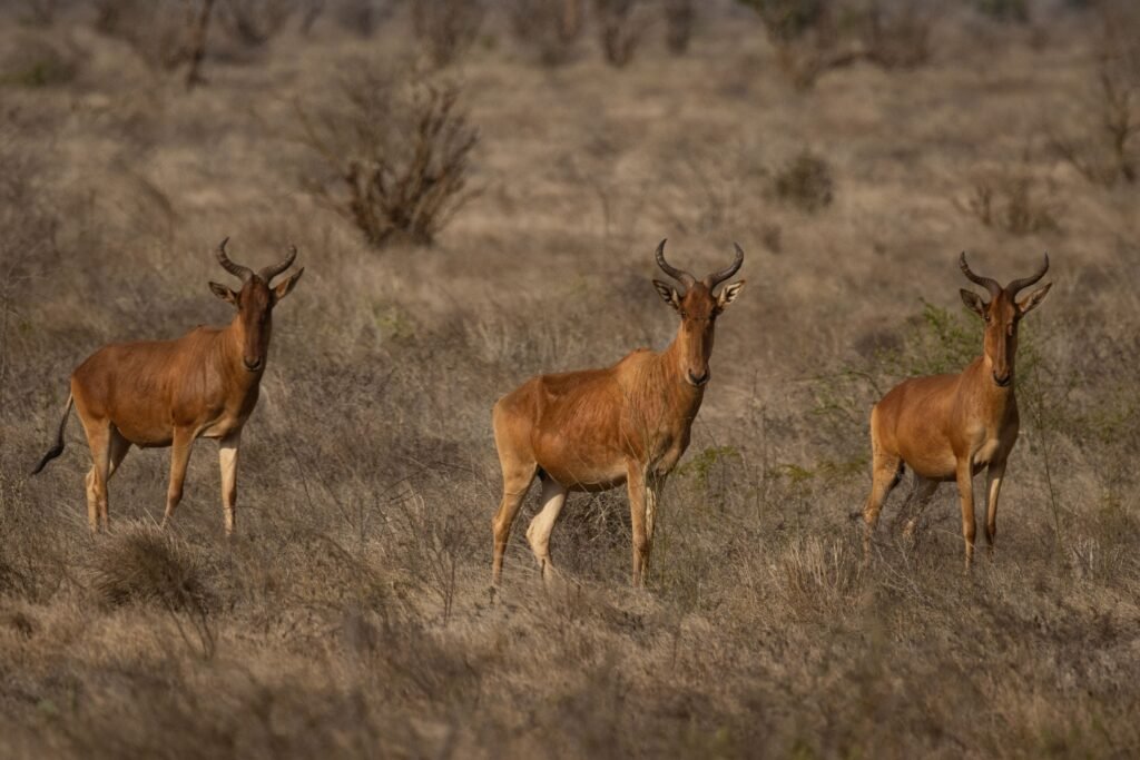 A group of Cokes hartebeest grazing on the savannah in Tsavo, Kenya.