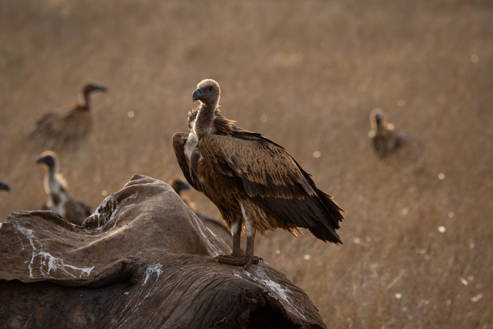 A group of vultures feeding on a carcass in the savannah of Tsavo, Kenya.