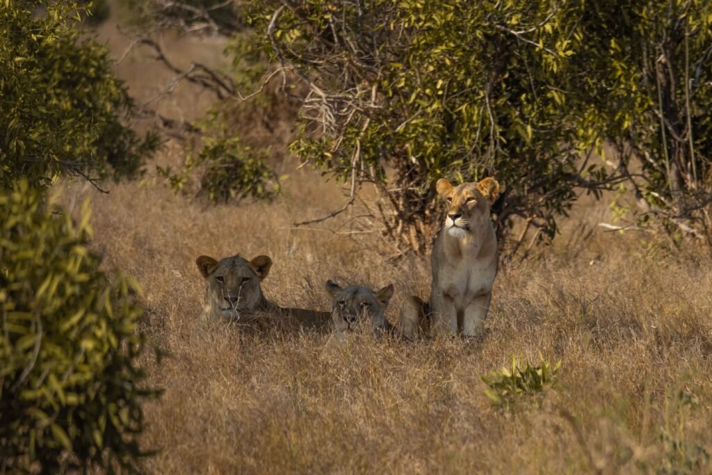 5 Days Kenya Safari: Tsavo East, Amboseli, Tsavo West & Taita Hills A trio of lionesses lounging in the grassy landscapes of Tsavo, Kenya, showcasing their natural habitat.