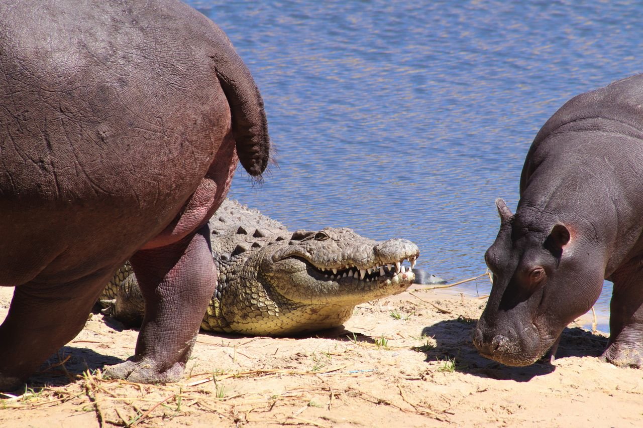 A Crocodile and Hippos on a Riverbank in Maasai Mara