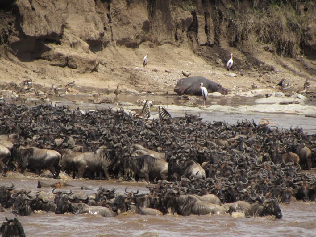 Maasai Mara Safari Guide: Everything You Need to Know Before You Go A dramatic scene of wildebeest crossing a river during the great migration in Africa.