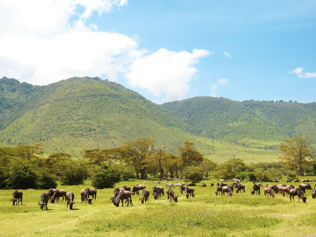 Home A vibrant wildlife scene in Ngorongoro, Tanzania featuring a herd of wildebeests grazing against a backdrop of lush, green hills.