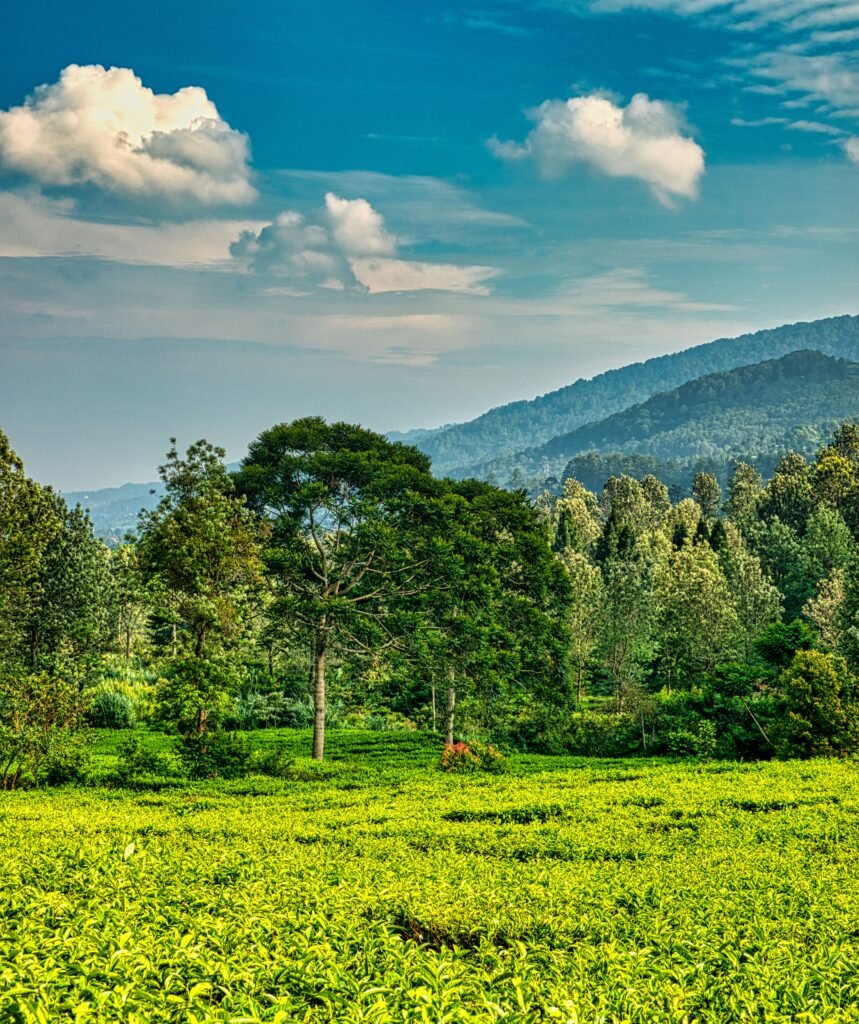 Home Picturesque landscape of green trees growing on meadow with green hills on background under blue sky with clouds in summer