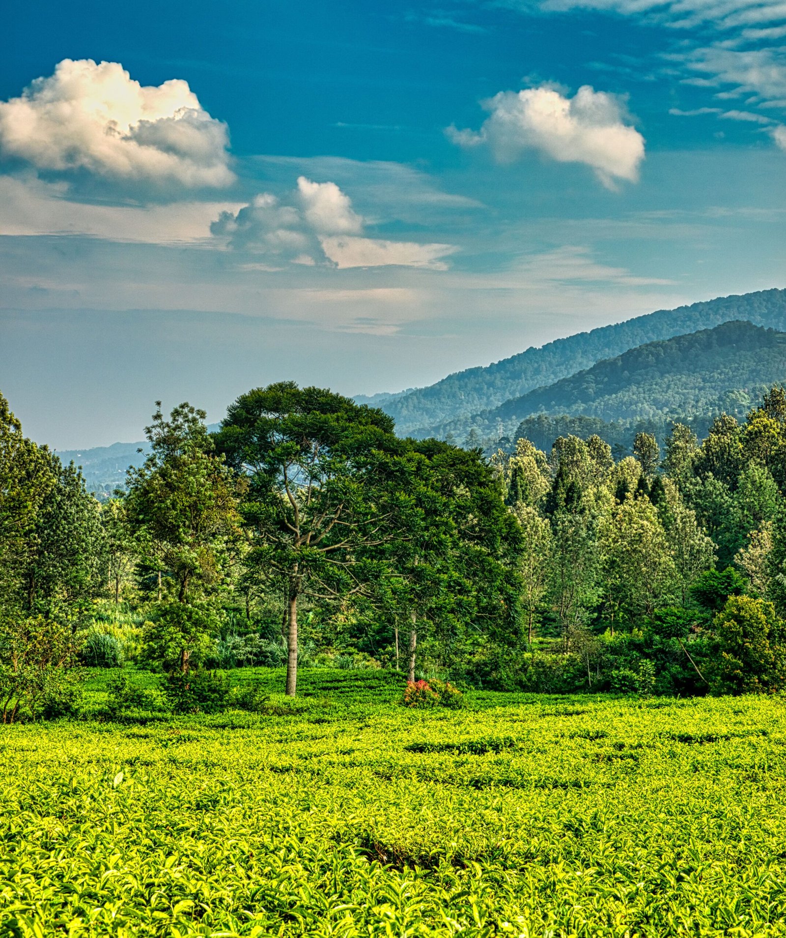Picturesque landscape of green trees growing on meadow with green hills on background under blue sky with clouds in summer