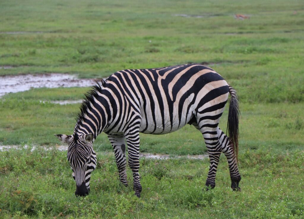 A zebra peacefully grazes on a lush green field, showcasing its iconic black and white stripes.