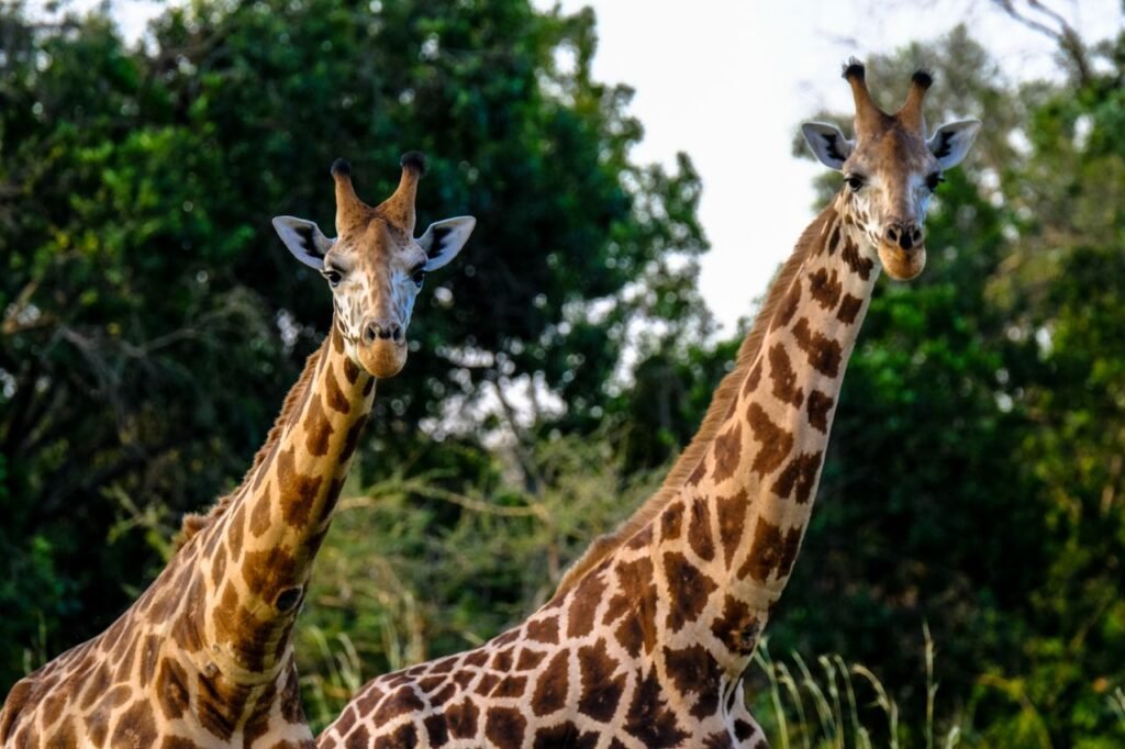 Home Two giraffes stand in their natural habitat surrounded by lush greenery during daylight.