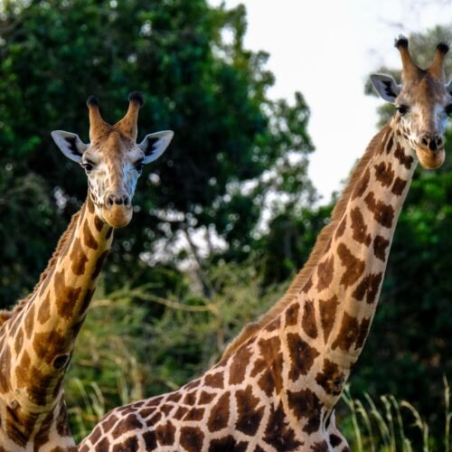 Two giraffes stand in their natural habitat surrounded by lush greenery during daylight.