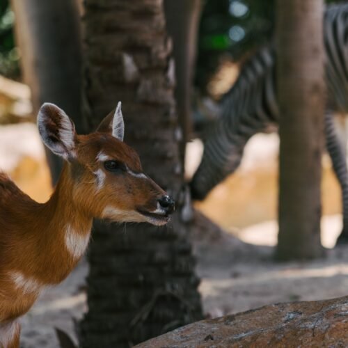 Close-up of a young antelope with a zebra in the background during a safari.