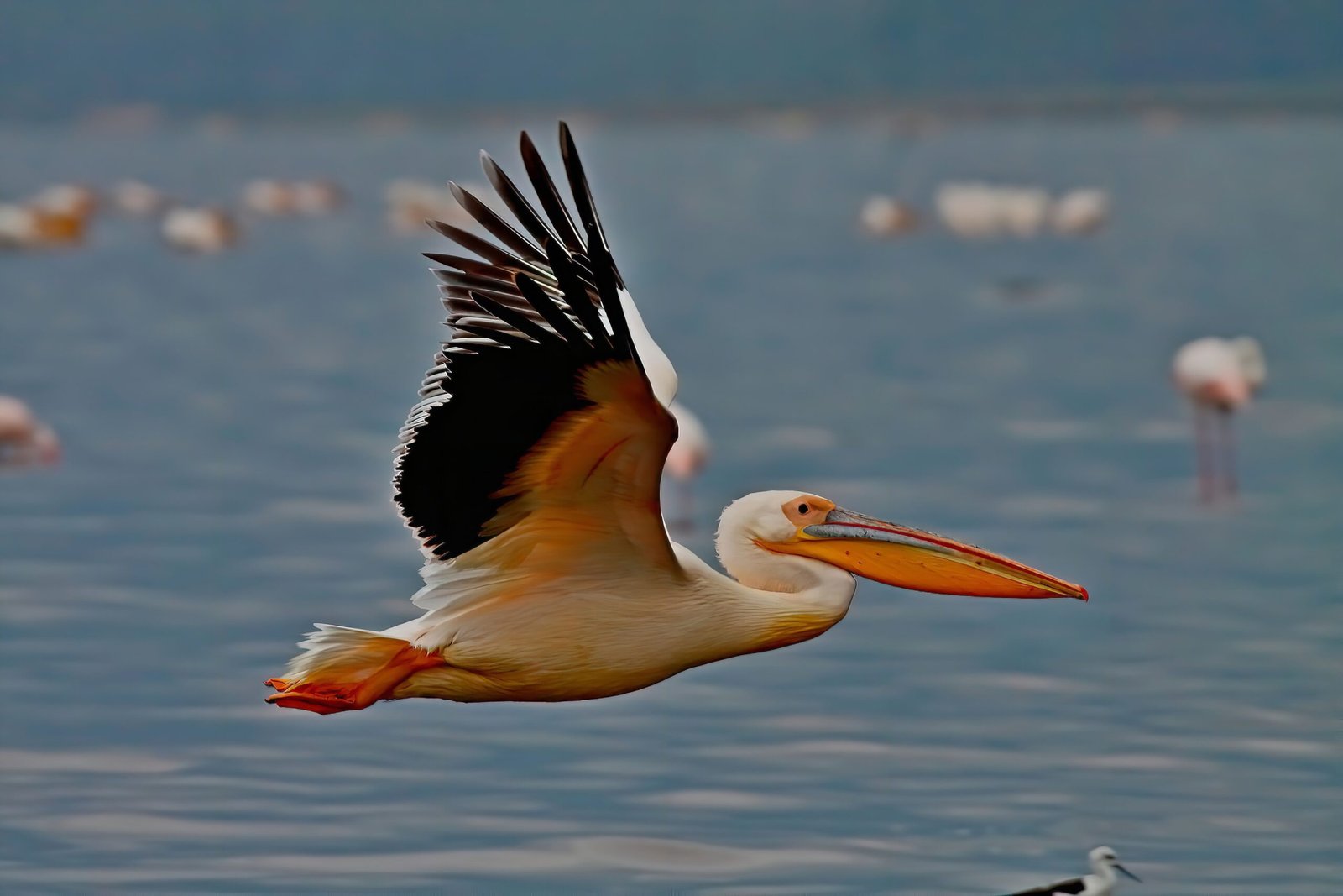 A majestic Great White Pelican soaring over Lake Nakuru in Kenya, showcasing fascinating wildlife.