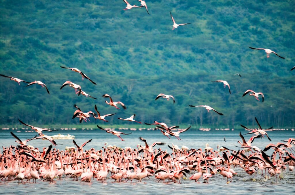 4 Days Maasai Mara & Lake Nakuru Safari A stunning flock of flamingos at Lake Nakuru in Kenya, showcasing vibrant plumage against lush greenery.