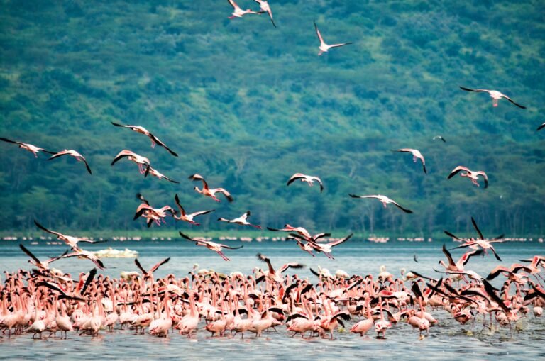 Home Safari jeep observing wildlife including rhinos and flamingos near Lake Nakuru with dramatic Rift Valley scenery during a Kenya wildlife safari.