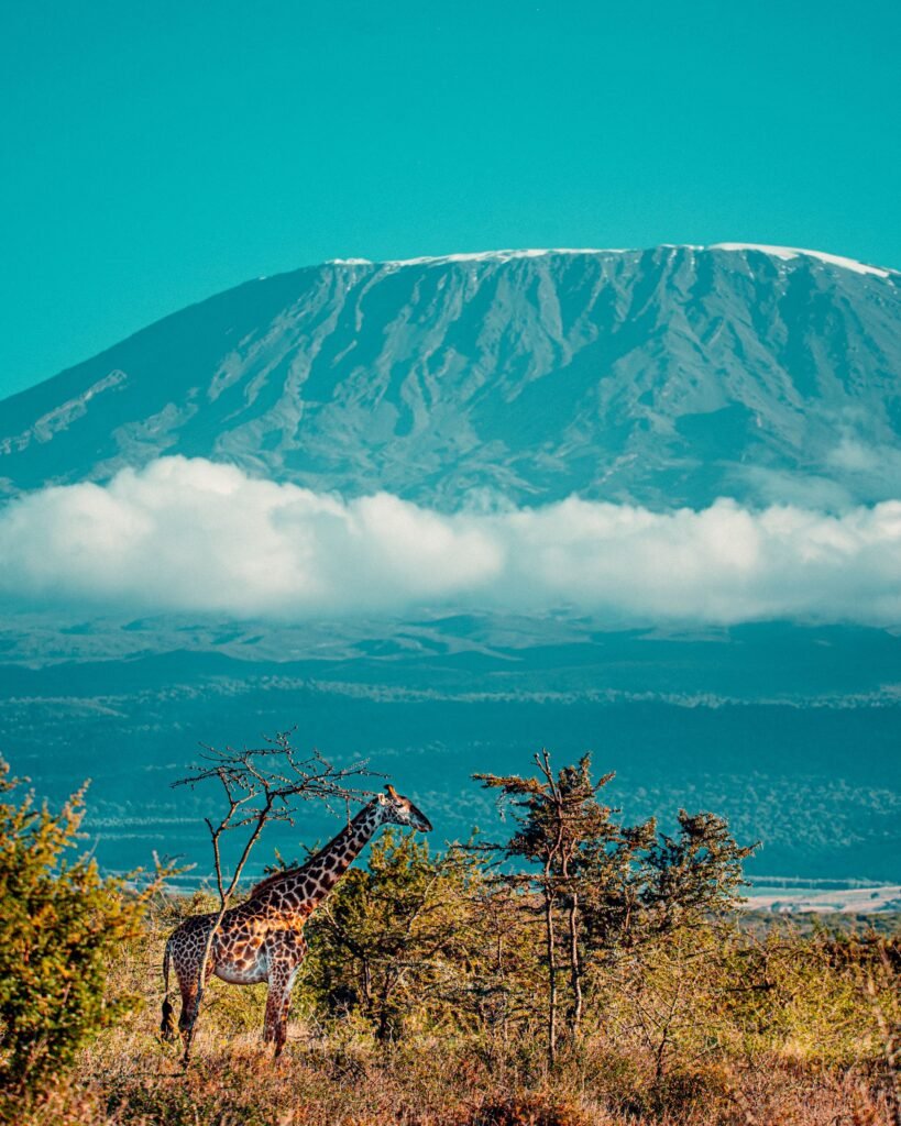 5 Days Kenya Safari: Tsavo East, Amboseli, Tsavo West & Taita Hills A majestic giraffe in the Serengeti with Mount Kilimanjaro in the background under a clear sky.