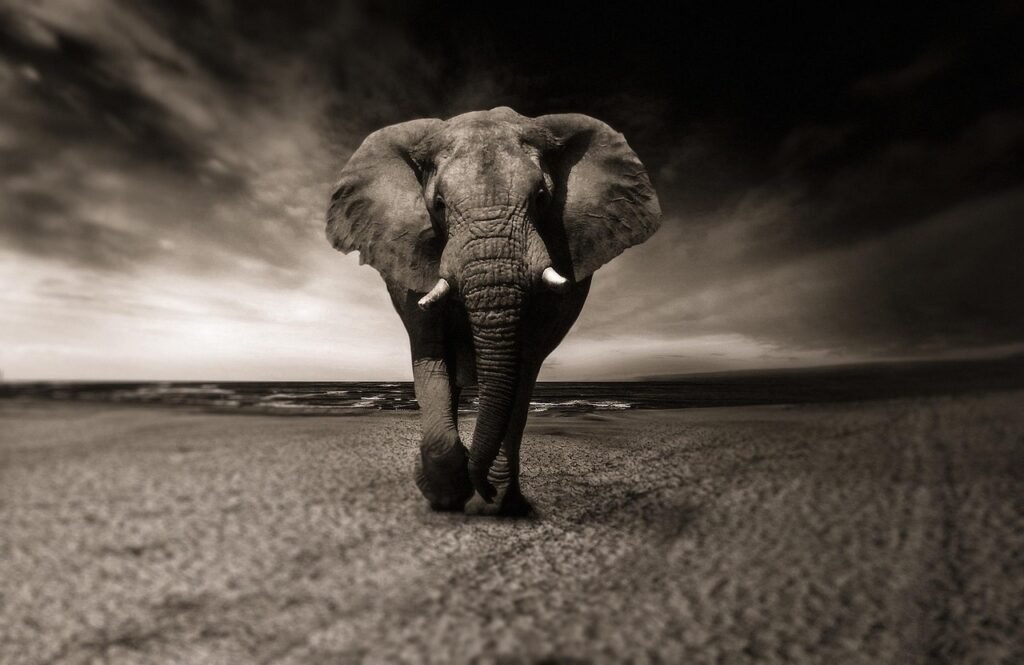 elephant, black-and-white, animal, africa, safari, wild animal, nature, creature, pachyderm, animal portrait