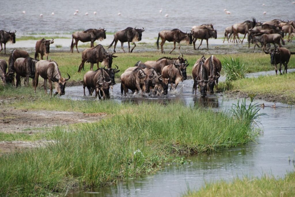 A large herd of wildebeests crossing a river in Africa's wildlife habitat.
