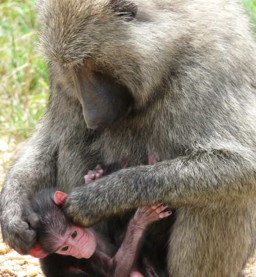 olive, baboon, uganda, primate, anubis, africa, wild, baby, mother, baboon, baboon, baboon, uganda, uganda, uganda, uganda, uganda, anubis, anubis, anubis, anubis, africa, mother