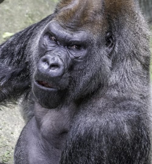 silverback, gorilla, ape, animal, mammal, powerful, primate, zoo, jungle, rwanda, nature, gray power, gorilla, gorilla, gorilla, rwanda, rwanda, rwanda, rwanda, rwanda