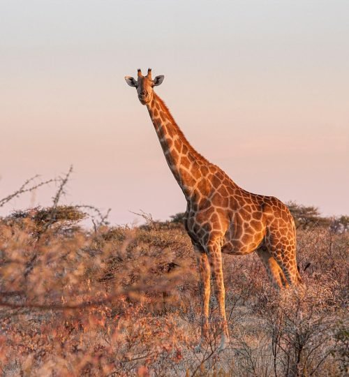 giraffe, animal, safari, giraffa camelopardalis, mammal, herbivore, wildlife, fauna, nature, etosha, namibia, africa, giraffe, giraffe, giraffe, giraffe, giraffe