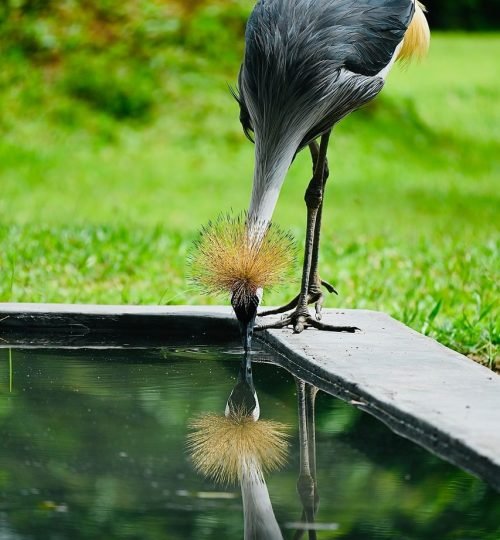 crane, water, nature, lake, splash, crested crane, animal, feathers, zoo, wildlife, bird, safari, africa, uganda