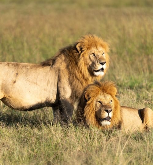 Two majestic male lions resting in the grasslands of Kenya's Maasai Mara.