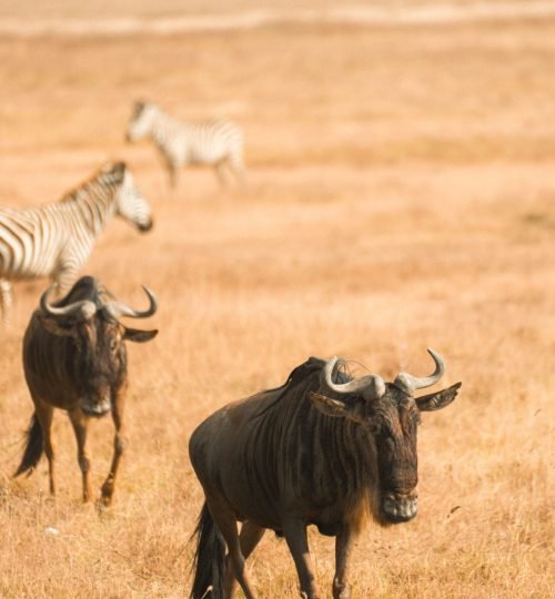 Wildebeest and zebras graze together in Tanzania's Serengeti. Captured in vivid detail.