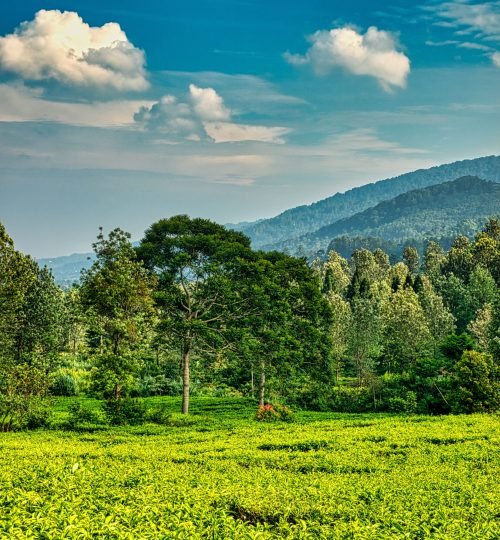 Picturesque landscape of green trees growing on meadow with green hills on background under blue sky with clouds in summer